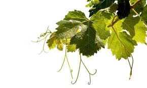 Biocoop fête les vins du 17 Septembre au 6 Octobre