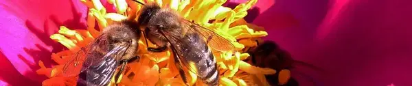 ORMIEL Apiculture