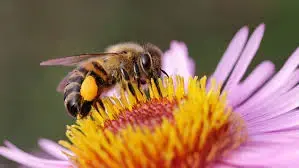 GAEC Miel Abeilles & Cie